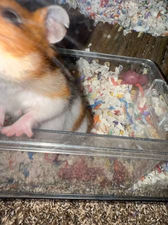 any places I could give the baby hamsters too? 1