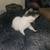Kittens 3 thumbnail