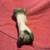 Nature Cleaned Assorted Bones - Leg & Vertebra 7 thumbnail