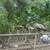 Free Bantam chickens 7 thumbnail