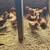 Chickens 4 thumbnail