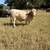 Charolais bulls 4 thumbnail