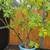 Schefflerra Aboricola and amate Tropical trees 1 thumbnail