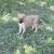 Shepnees puppy 2 thumbnail