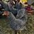 Started pullets for sale 8 thumbnail
