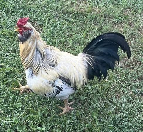 Rooster 1