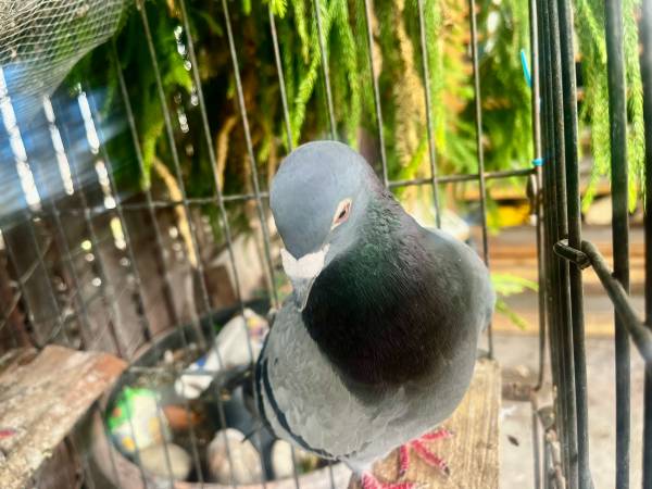 Pigeons (Los Angeles)63830037070337120
