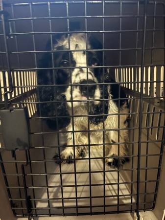 Cocker Spaniel puppy 1