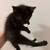 Kitten for sals 1 thumbnail