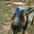 Proven MDGA Mini Lamancha buck 4 thumbnail