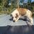 Boxer Mix puppies 3 thumbnail