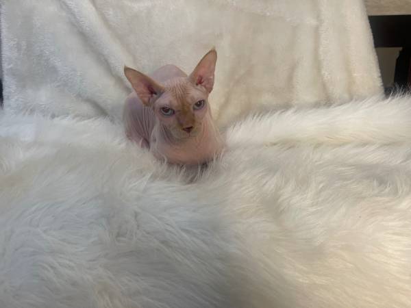 Macho Sphynx de dos años (Olympia)535086748245708802