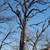 Leo Tree Cutting Service-Tree Removal 6 thumbnail
