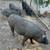 Mini Pigs 6 thumbnail