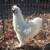 Silkie CHICKS 2 thumbnail