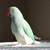 Rehoming ringnecks 8 thumbnail