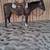Super broke gelding 3 thumbnail