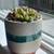 Succulent & Pot 3 thumbnail
