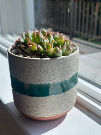 Succulent & Pot - $10 (Oakland)63471456398595122
