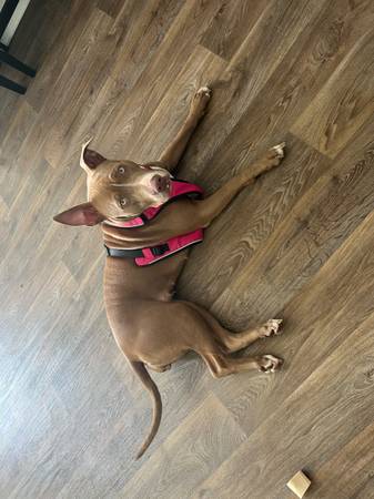 Beautiful Pit (Palm Coast)63846014275587120