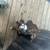 3 month old Brindle colored dog female, super friendly, cannot keep her whose co 2 thumbnail