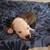 puppys 2 thumbnail
