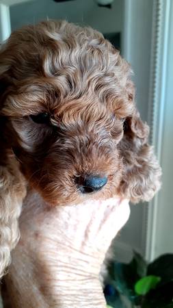 Mini and micro mini Goldendoodles (Murfreesboro Tennessee)64013262530307120
