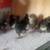 Cochin chicks 2 thumbnail