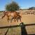 Mare 1 thumbnail