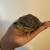 Red ear slider turtle 5 thumbnail