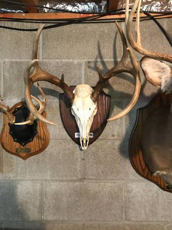 Deer Skull Mount 8P/14.5S 1
