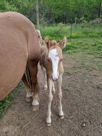 Halflinger mare (Milton)63836589643139122