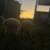 Lab Puppies 6 thumbnail