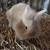 Bunnies 9 thumbnail
