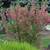 Native Plant: Red Flowering Currant (Ribes sanguineum) 5 thumbnail