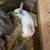 Rabbits, duch, flemish giant, California mix 6 thumbnail