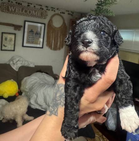 Purebred mini poodle (campbell)64018041346562120