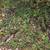 FREE PLANTS  creeping raspberries 3 thumbnail
