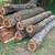 Black Walnut Logs 3 thumbnail