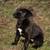 Puppy Available 2 thumbnail