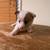 Full blooded Corgi puppies 3 thumbnail