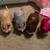 Zhu Zhu Pets and Accessories 2 thumbnail