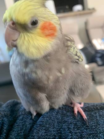 Lost Cockatiel/ Missing Cockatiel (fremont / union city / newark)63696398221187122