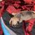 rehoming Exotic bully puppy 2 thumbnail