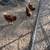 Chickens / Gallinas 12 thumbnail