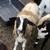 Commercial Dorper ewe 1 thumbnail