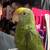 Double Yellow Head Amazon 3 thumbnail