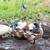 Silver Appleyard Laying Ducks/Flock 6 thumbnail