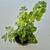 Plectranthus tomentosa 1 thumbnail