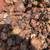 TREES  SHRUBS  HEDGES 4 thumbnail
